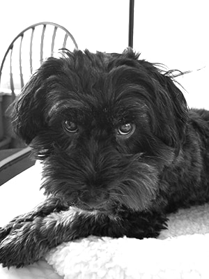 Ernesto my Havanese companion