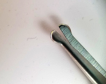 pink crane tip close up photo of rounded tip